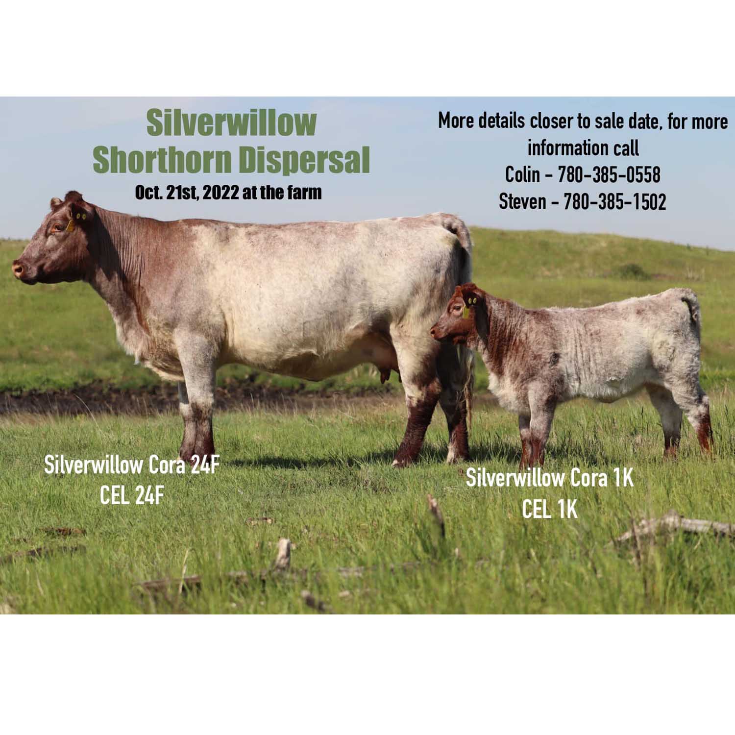silverwillow feature ad